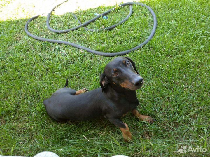 Такса мальчик на вязку