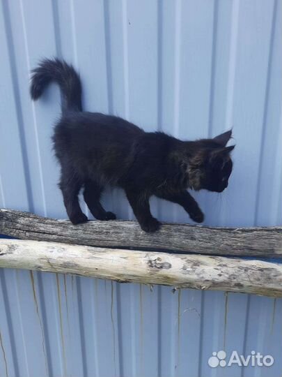 Кошка бесплатно