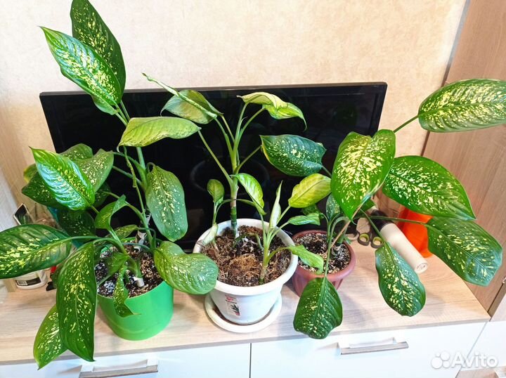 Диффенбахия