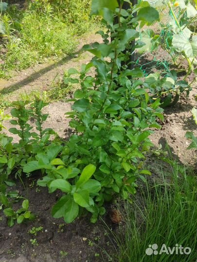 Айва прекрасная «Нивалис»