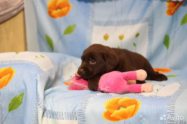 Щенки лабрадора