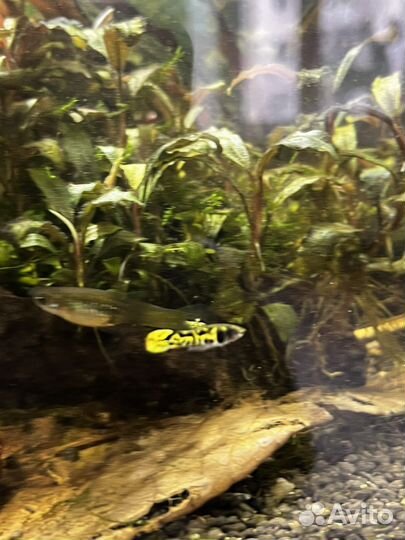 Гуппи Эндлера тигр