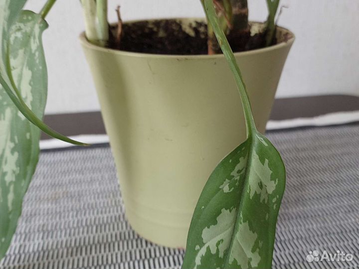 Аглаонема Джемини