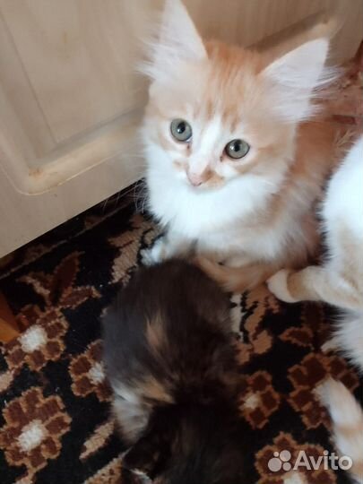 Котята в добрые руки бесплатно