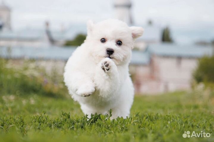 Щенки Бишон Фризе