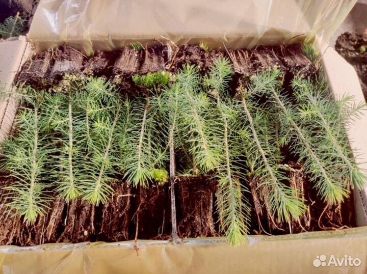 Ель Сибирская