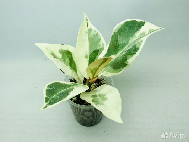 Фикус Эректа вариегатный и другие фикусы