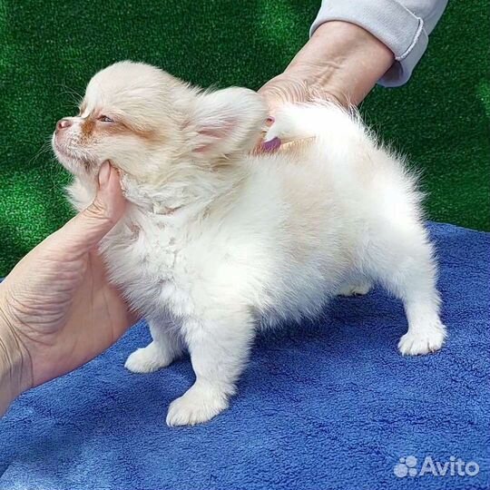 Кремовая длинношерстная чихуахуа