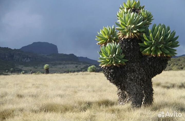 VIP-тур в Tanzania 6 нч