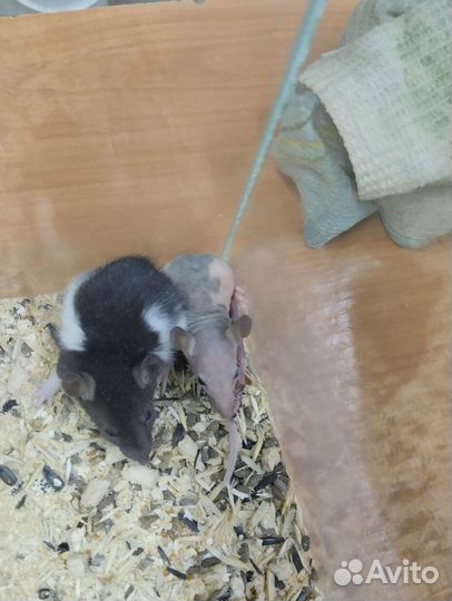 Крыса сфинкс