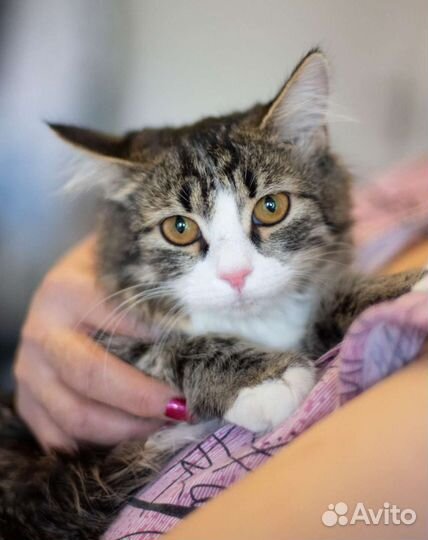 Котенок-девочка в дар