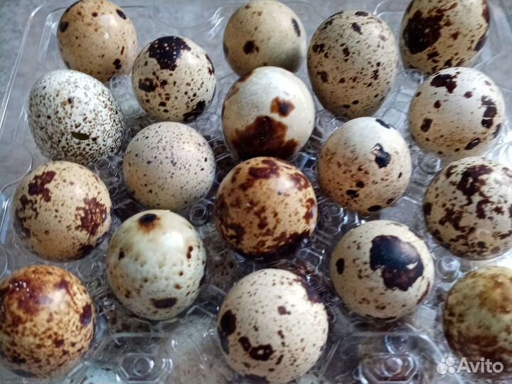 Яйца перепелиные