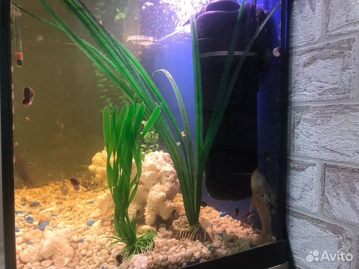Аквариум