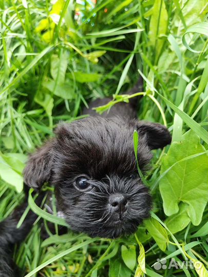 Аффенпинчер