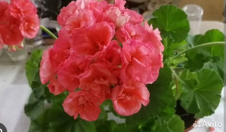 Пеларгония герань сортовая зональная королевская