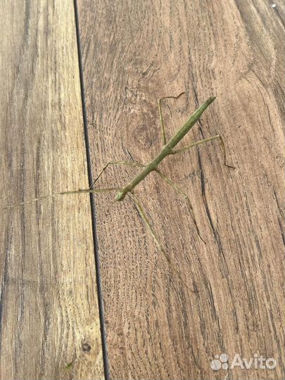 Палочники, малыши