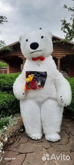 Поздравление Белый Медведь/ Панда/ Чебурашка