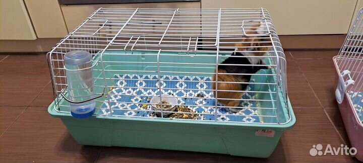 Морская свинка с клеткой