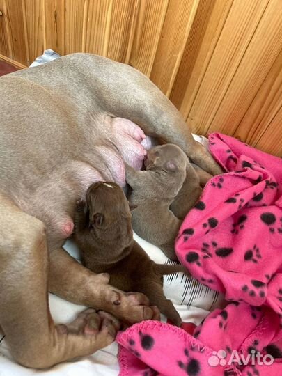Щенки питбуля