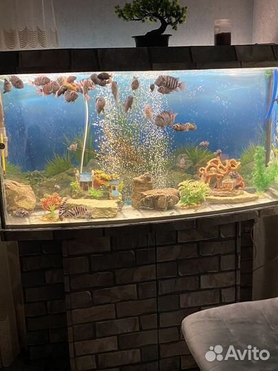 Аквариум с тумбой и рыбками