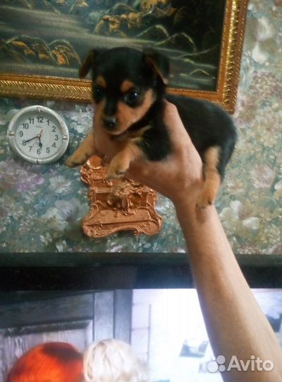 Щенки пинчера