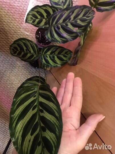 Калатеи и маранты