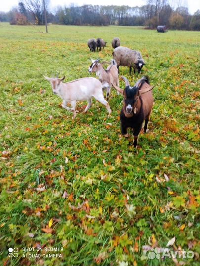 Продаются козы