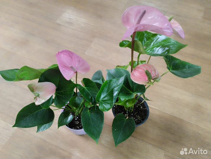 Цветущие сортовые антуриумы