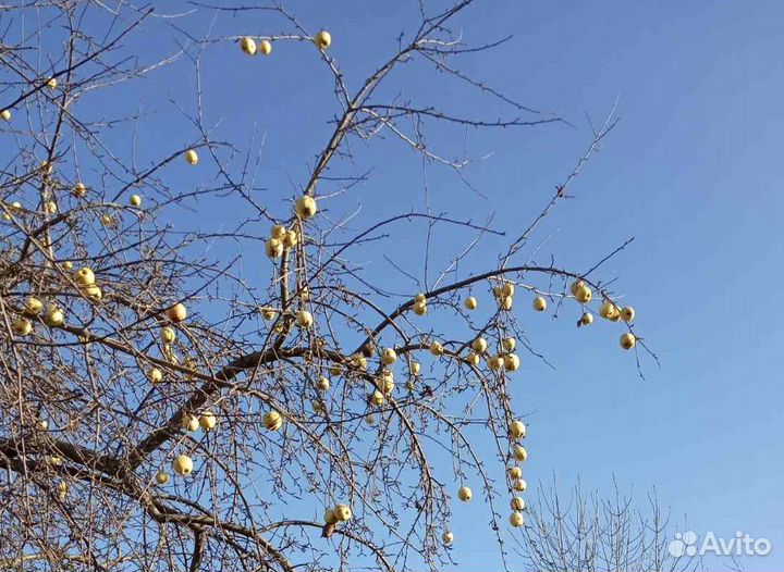 Яблочный сок, прямой отжим. Из садовых яблок