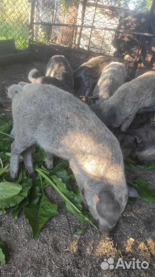 Поросята венгерской мангалицы