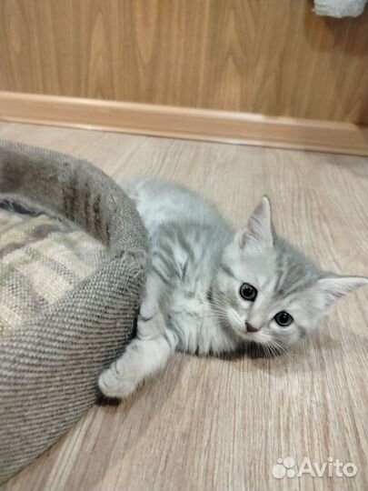 Британские котята