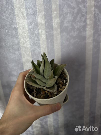 Суккуленты