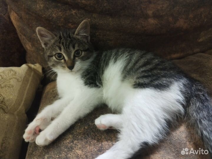 Котёнок в добрые руки
