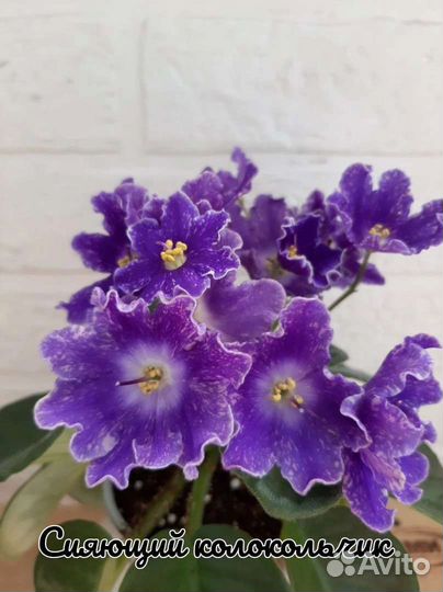 Кампанула махровая, жених и невеста