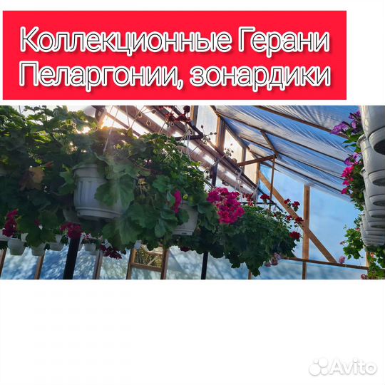 Рассада цветов и овощей. Готовые кашпо