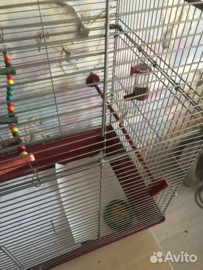 Неразлучник