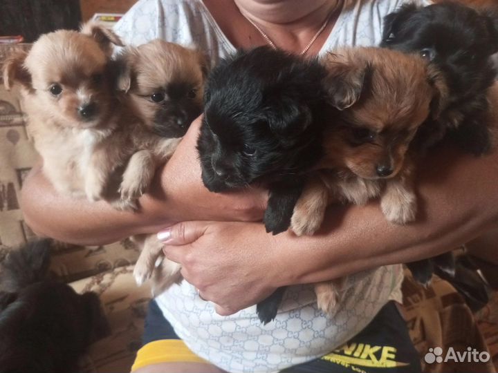 Щенки чихуахуа и шпиц