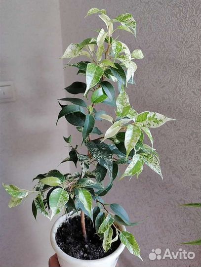Фикусы почтой