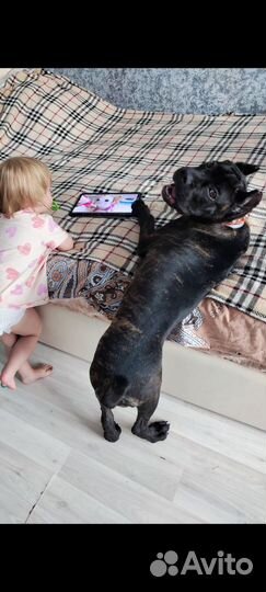 Щенки кане корсо бесплатно