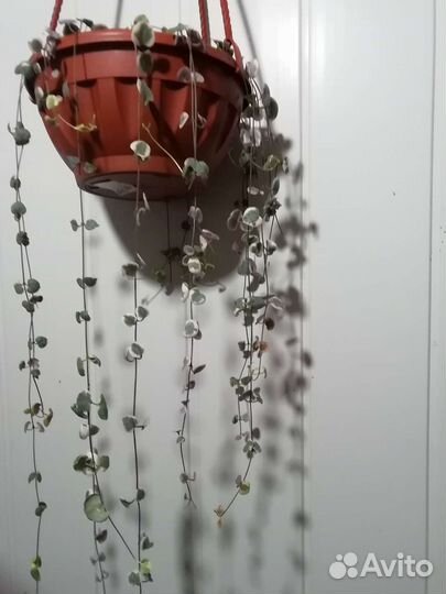 Церопегия вуду вариегата