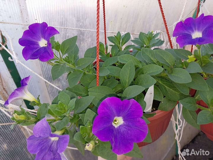 Вегетативная петуния, бакопа, каллизия