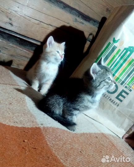 Котята в добрые руки