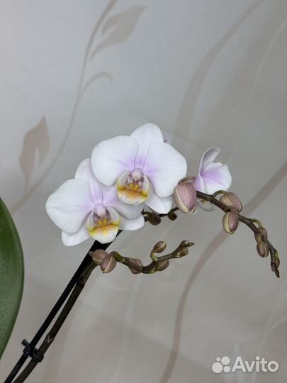 Орхидея фаленопсис новинка