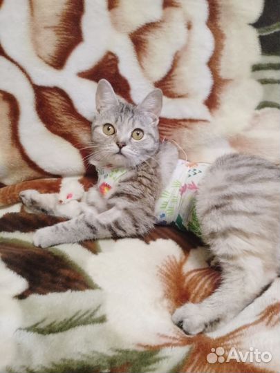 В добрые руки