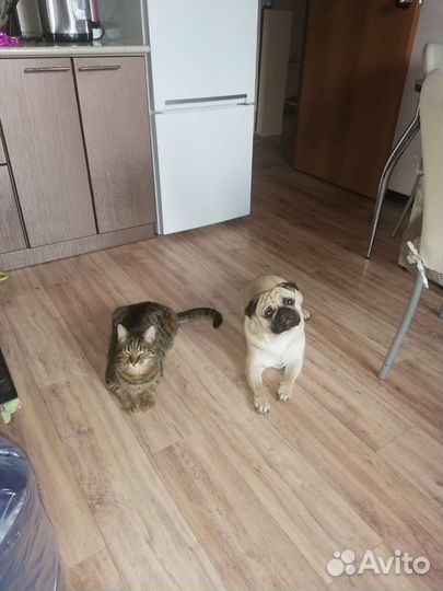 Мопс вязка мальчик