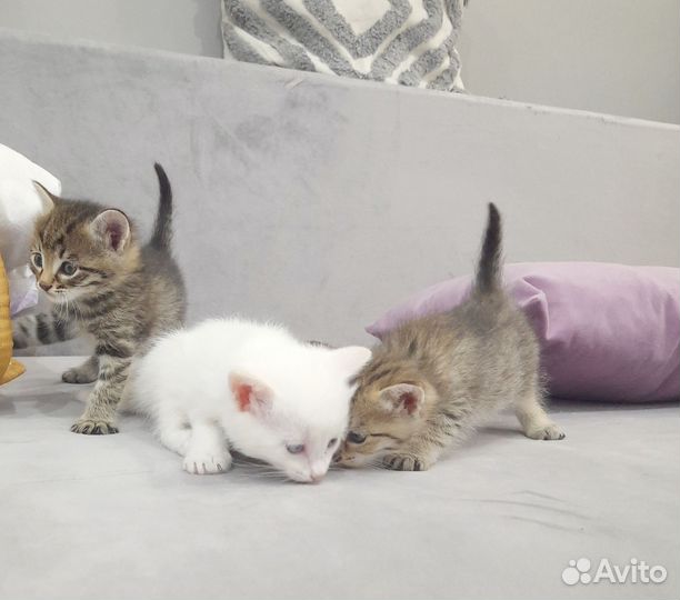 Котята в добрые руки