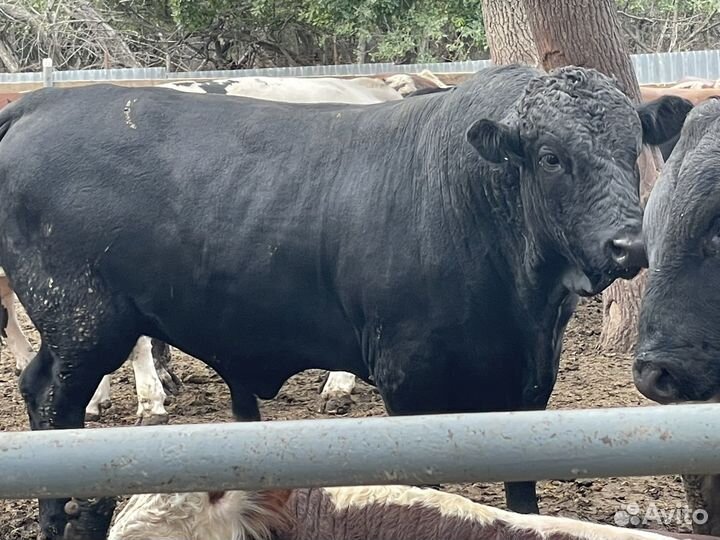 Бычки на мясо