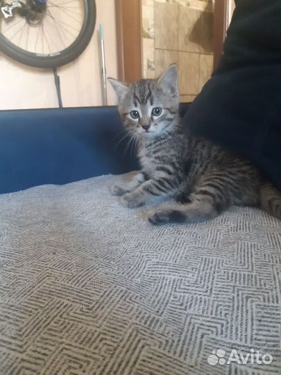 Котенок мальчик
