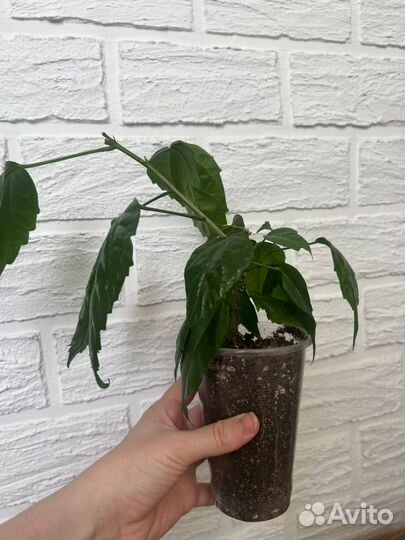 Китайская роза