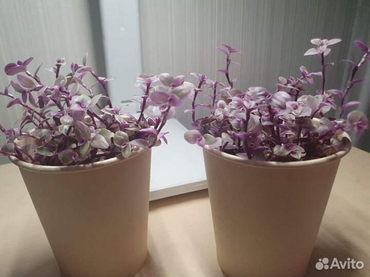 Каллизия Розовая Пантера Callisia Pink Panther